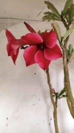 Planta Simples 2915 – 50cm – 03 anos - Imagem 4