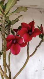 Planta Simples 2915 – 50cm – 03 anos - Imagem 3