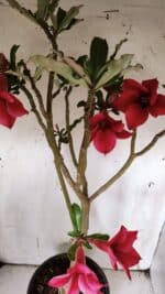 Planta Simples 2915 – 50cm – 03 anos - Imagem 7