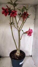 Planta Simples 2915 – 50cm – 03 anos - Imagem 9