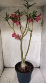 Planta Simples 2915 – 50cm – 03 anos - Imagem 8