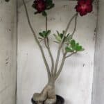 Planta Simples 2916 – 60cm – 05 anos