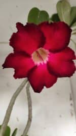 Planta Simples 2916 – 60cm – 05 anos - Imagem 3