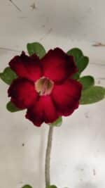 Planta Simples 2916 – 60cm – 05 anos - Imagem 4