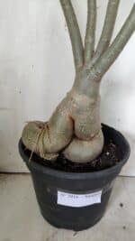 Planta Simples 2916 – 60cm – 05 anos - Imagem 5