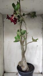 Planta Simples 2916 – 60cm – 05 anos - Imagem 10