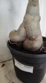 Planta Simples 2916 – 60cm – 05 anos - Imagem 9