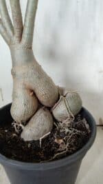 Planta Simples 2916 – 60cm – 05 anos - Imagem 8