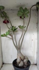 Planta Simples 2916 – 60cm – 05 anos - Imagem 2