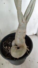 Planta Simples 2916 – 60cm – 05 anos - Imagem 7