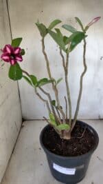 Planta Simples 2918 – 40cm – 03 anos - Imagem 2