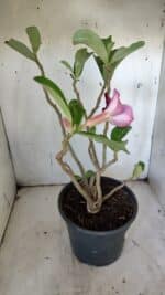 Planta Simples 2918 – 40cm – 03 anos - Imagem 6