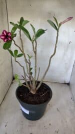 Planta Simples 2918 – 40cm – 03 anos - Imagem 4