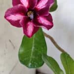 Planta Simples 2918 – 40cm – 03 anos