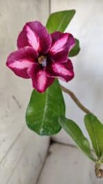 Planta Simples 2918 – 40cm – 03 anos