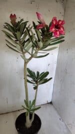 Planta Simples 2919 – 40cm – 03 anos - Imagem 2