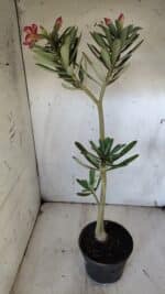 Planta Simples 2919 – 40cm – 03 anos - Imagem 6