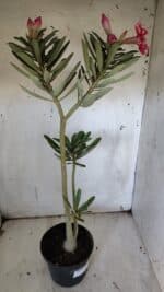 Planta Simples 2919 – 40cm – 03 anos - Imagem 5