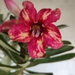 Planta Simples 2919 – 40cm – 03 anos