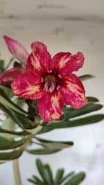 Planta Simples 2919 – 40cm – 03 anos