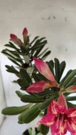 Planta Simples 2919 – 40cm – 03 anos - Imagem 4