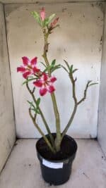 Planta Simples 2920 – 50cm – 04 anos - Imagem 2