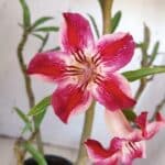 Planta Simples 2920 – 50cm – 04 anos