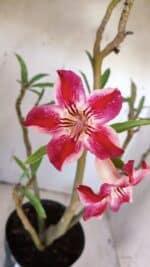 Planta Simples 2920 – 50cm – 04 anos