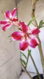 Planta Simples 2920 – 50cm – 04 anos - Imagem 4