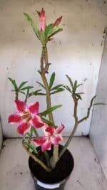 Planta Simples 2920 – 50cm – 04 anos - Imagem 5