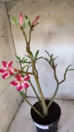 Planta Simples 2920 – 50cm – 04 anos - Imagem 6