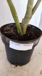 Planta Simples 2920 – 50cm – 04 anos - Imagem 9