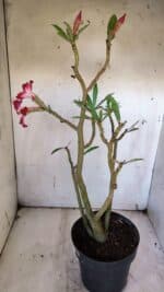 Planta Simples 2920 – 50cm – 04 anos - Imagem 8