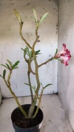 Planta Simples 2920 – 50cm – 04 anos - Imagem 7