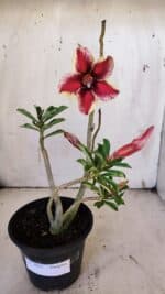 Planta Simples 2921 – 30cm – 02 anos - Imagem 2