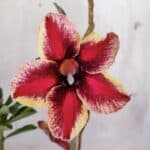 Planta Simples 2921 – 30cm – 02 anos