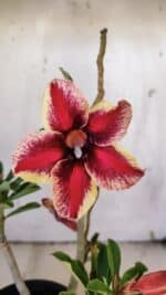 Planta Simples 2921 – 30cm – 02 anos