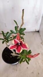 Planta Simples 2921 – 30cm – 02 anos - Imagem 4