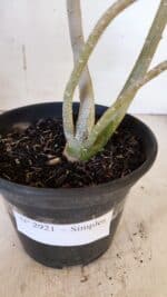 Planta Simples 2921 – 30cm – 02 anos - Imagem 8