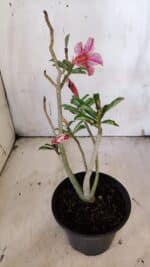 Planta Simples 2921 – 30cm – 02 anos - Imagem 6