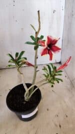 Planta Simples 2921 – 30cm – 02 anos - Imagem 5