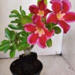 Planta Simples 2922 – 35cm – 03 anos