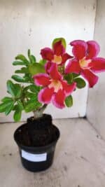 Planta Simples 2922 – 35cm – 03 anos