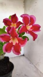 Planta Simples 2922 – 35cm – 03 anos - Imagem 3