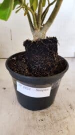 Planta Simples 2922 – 35cm – 03 anos - Imagem 7