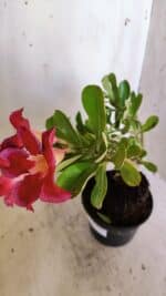 Planta Simples 2922 – 35cm – 03 anos - Imagem 4