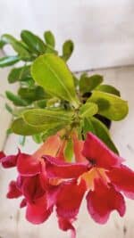 Planta Simples 2922 – 35cm – 03 anos - Imagem 5