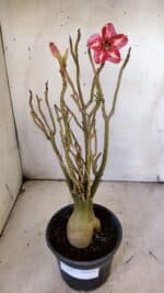 Planta Simples 2923 – 35cm – 03 anos - Imagem 2