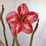 Planta Simples 2923 – 35cm – 03 anos