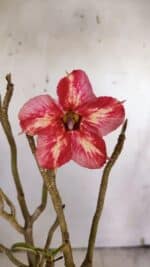 Planta Simples 2923 – 35cm – 03 anos